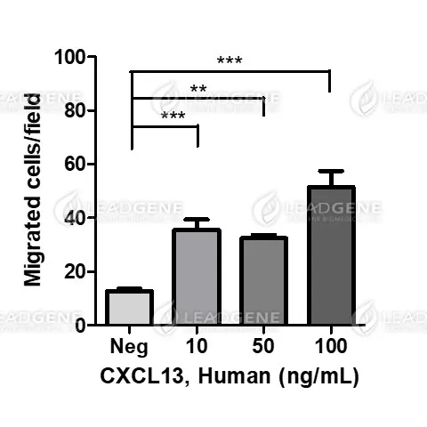 Human CXCL13, His Tag, E. coli
