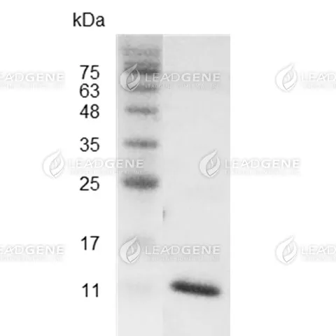 Human CXCL13, His Tag, E. coli