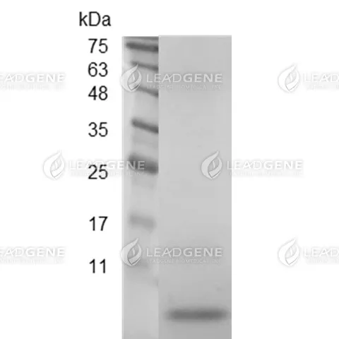 Human CCL3, Tag Free, E. coli