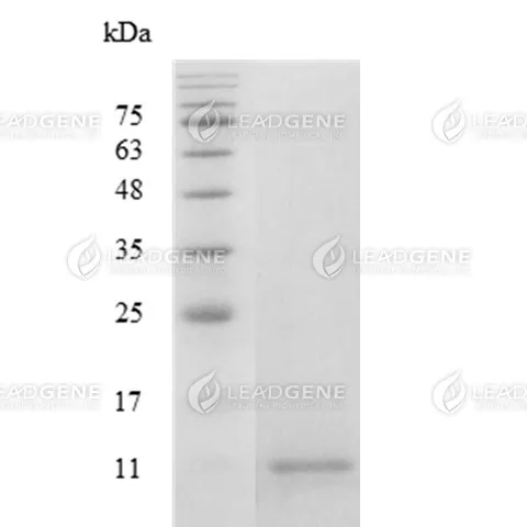 Human CCL4, Tag Free, E. coli