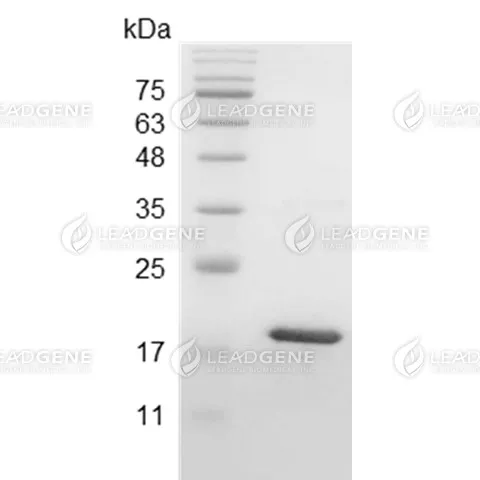 Human LIF, His Tag, E. coli