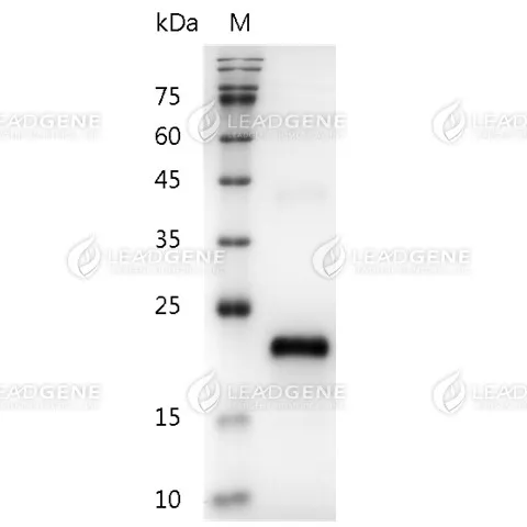 SDS-PAGE analysis of recombinant human VEGF165.