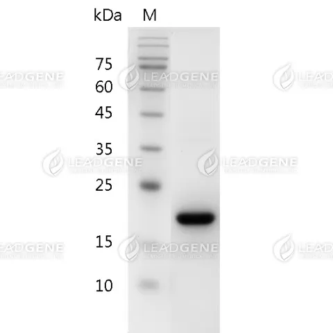 SDS-PAGE analysis of recombinant human SCF.