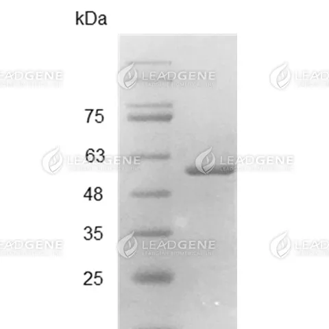 Human ENO1, His Tag, E. coli