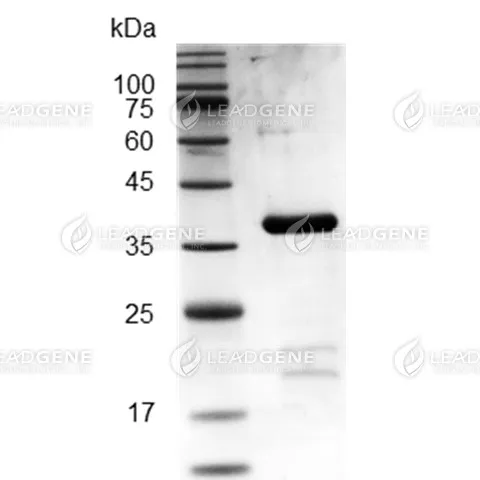 Human Sonic Hedgehog (C24II), His-SUMO Tag, E. coli