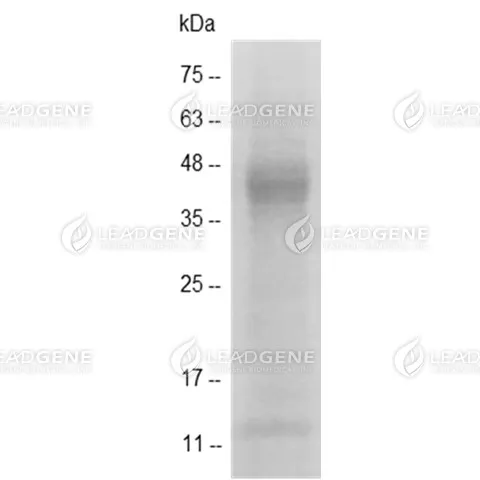 Human HMGB1, His-SUMO Tag, HEK293