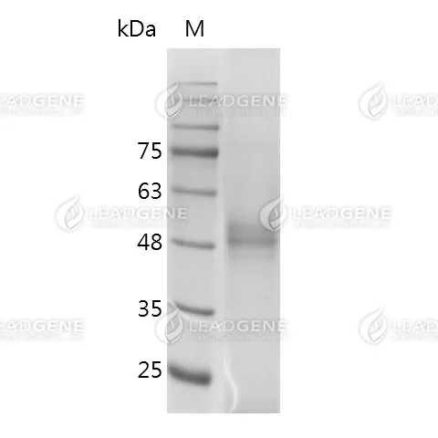 Human HMGB1 (C23A, C45A), His-SUMO Tag, HEK293