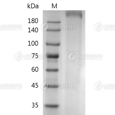 SARS-CoV-2 Trimeric Spike Protein, His Tag, HEK293