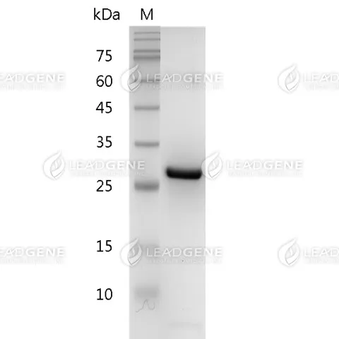 Mouse HMGB1, His Tag, E. coli