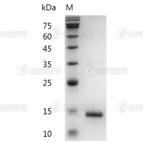 Mouse GM-CSF, His Tag, E. coli