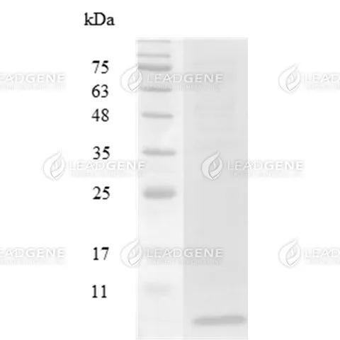 Mouse CXCL1, Tag Free, E. coli