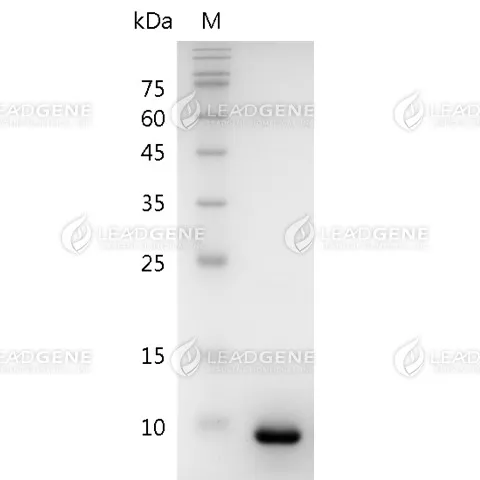 Mouse CXCL2, His Tag, E. coli