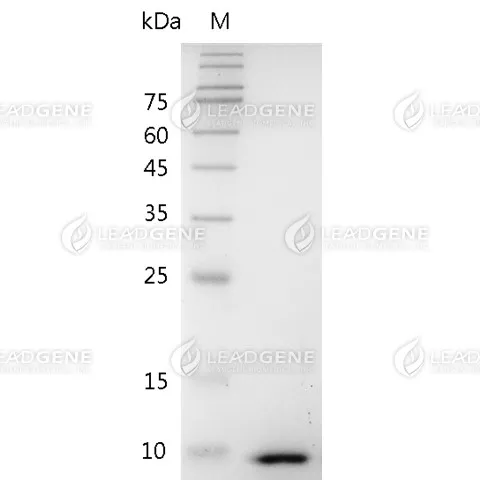 Mouse CXCL3, His Tag, E. coli