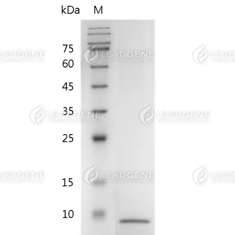 Mouse CXCL7 (aa 48-109), His Tag, E. coli