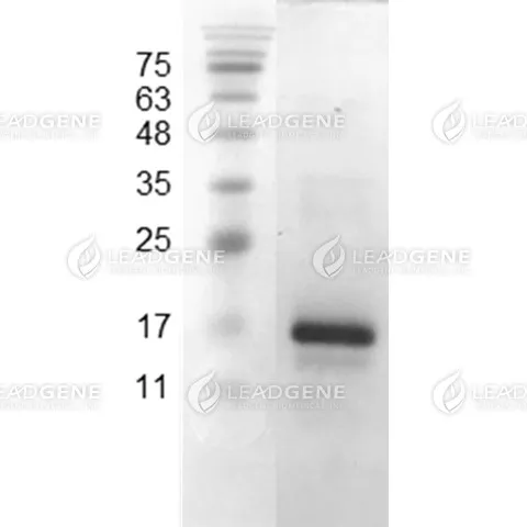 Mouse CXCL9, His Tag, E. coli