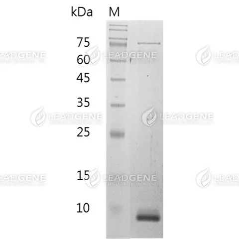 Mouse CXCL10, His Tag, E. coli