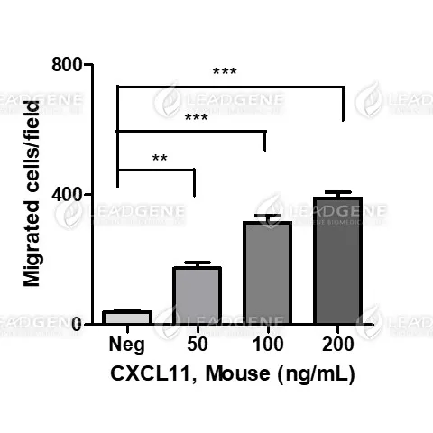 Mouse CXCL11, His Tag, E. coli