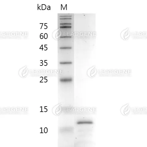 Mouse CXCL11, His Tag, E. coli