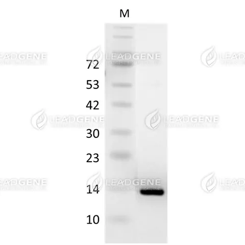SDS-PAGE analysis of recombinant mouse CXCL11.