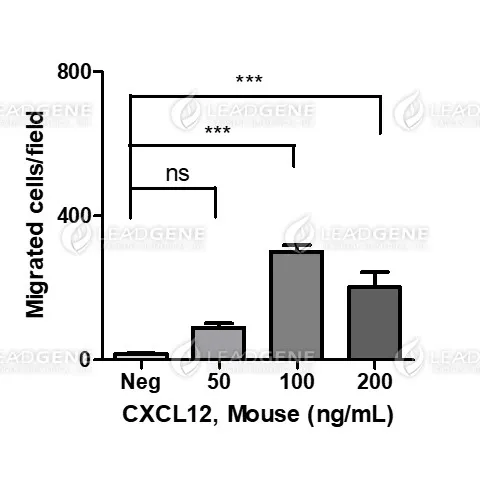 Mouse CXCL12, His Tag, E. coli