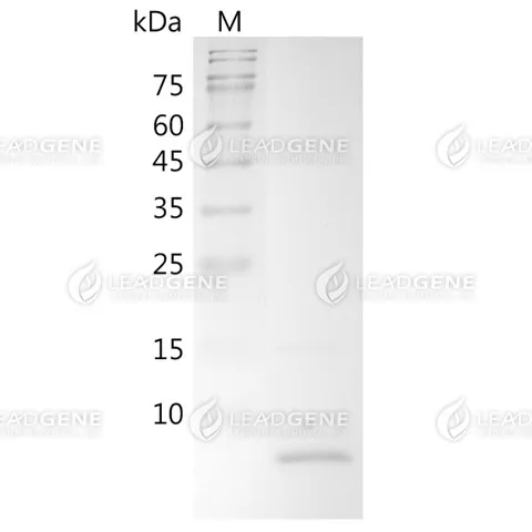 Mouse CXCL12, His Tag, E. coli