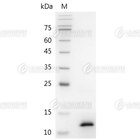 Mouse CCL3, His Tag, E. coli