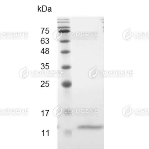 Mouse CCL4, His Tag, E. coli