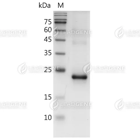 Mouse LIF, His Tag, E. coli
