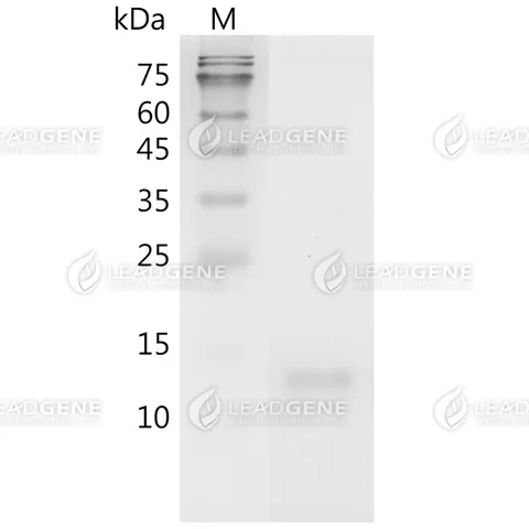 Mouse VEGF121, His Tag, E. coli