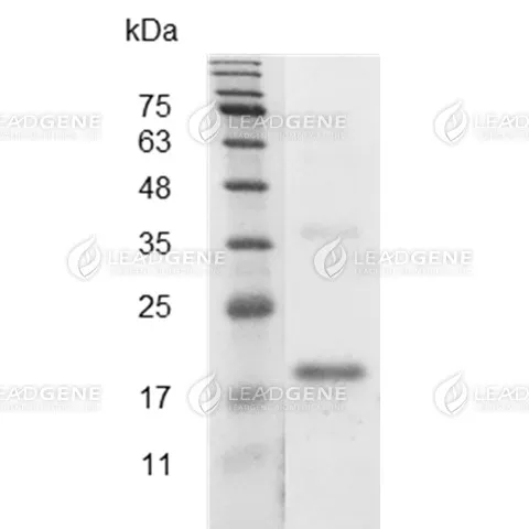 Mouse VEGF165, His Tag, E. coli