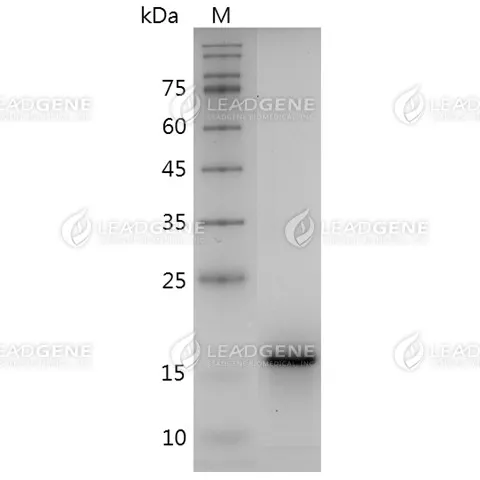 Mouse IL-1 Alpha, His Tag, E. coli