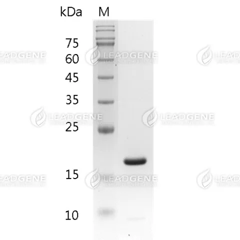 Mouse IL-1 Beta, His Tag, E. coli