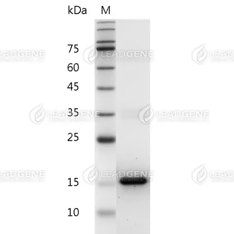 Mouse IL-3, His Tag, E. coli