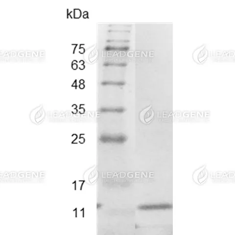 Mouse IL-5, His Tag, E. coli
