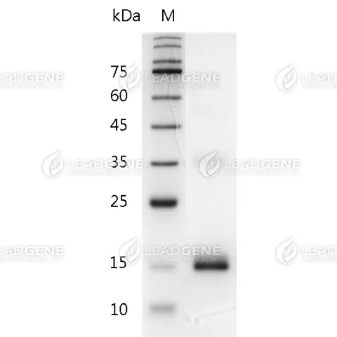 Mouse IL-7, His Tag, E. coli