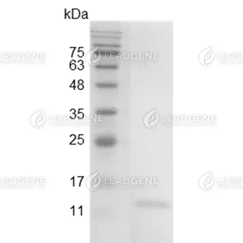 Mouse IL-9, His Tag, E. coli