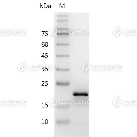 Mouse IL-11, His Tag, E. coli