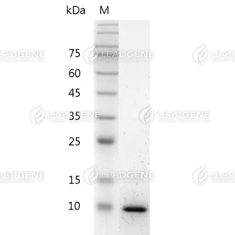 Mouse IL-13, His Tag, E. coli