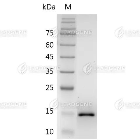 Mouse IL-17F, His Tag, E. coli