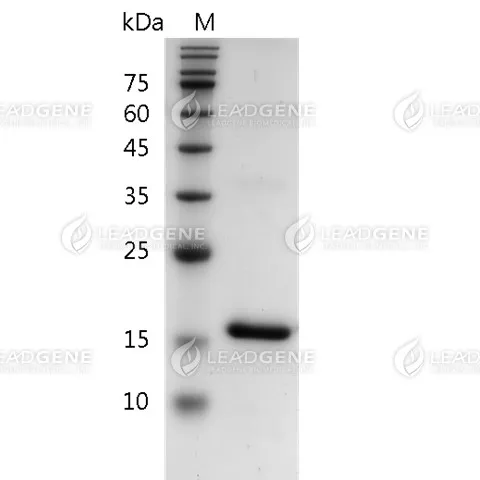 Mouse IL-18, His Tag, E. coli