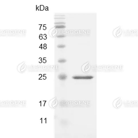Mouse IL-27 (EBI3), His Tag, E. coli