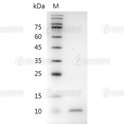 Mouse BMP-4, His Tag, E. coli