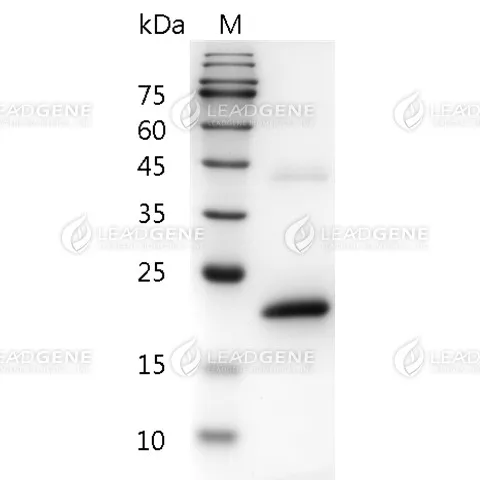 Mouse IFN Alpha 1a, His Tag, E. coli