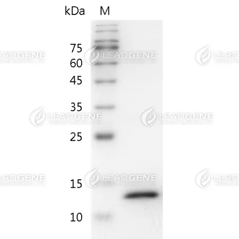 Mouse IFN Gamma, His Tag, E. coli