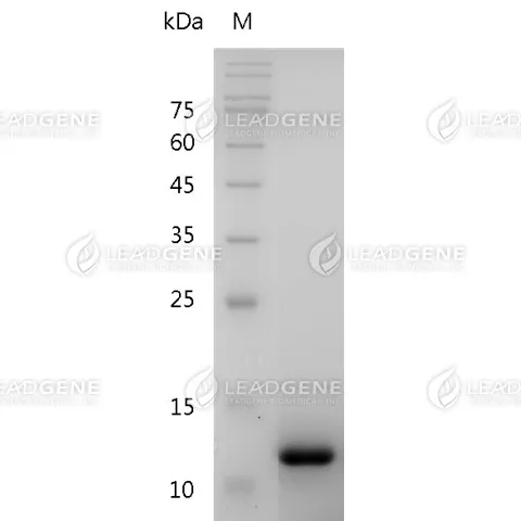 Mouse TGF Beta 1, His Tag, E. coli