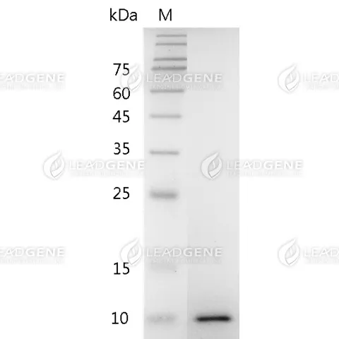 Mouse IGF-II, His Tag, E. coli