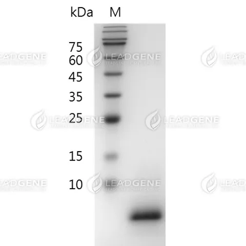 SDS-PAGE analysis of recombinant mouse EGF.