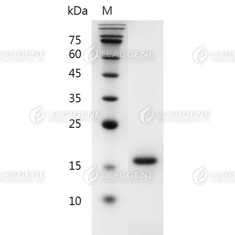 Mouse Flt-3 Ligand, His Tag, E. coli