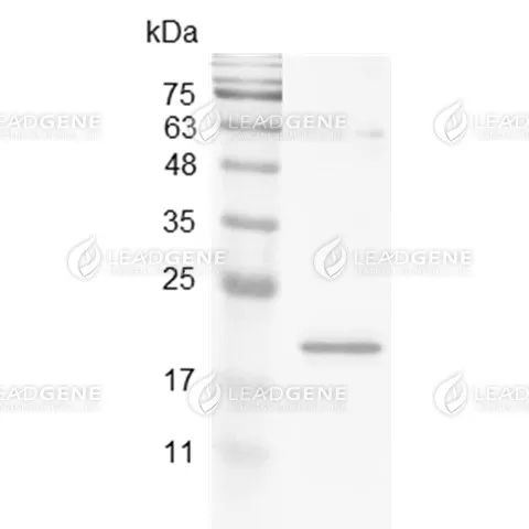 Mouse OX40L, His Tag, E. coli