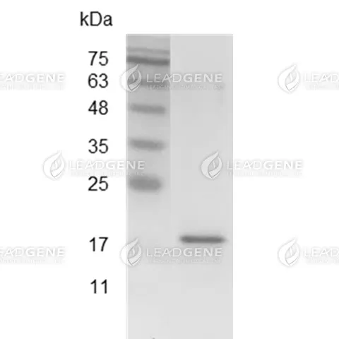 Mouse TWEAK, His Tag, E. coli